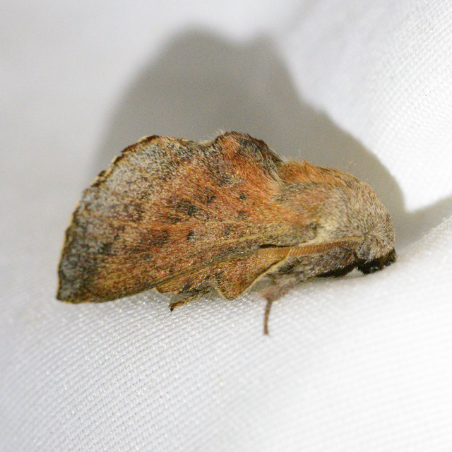 Phyllodesma tremulifolia - nyárlevélpohók