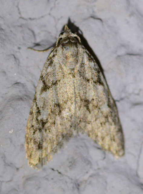 Nola cicatricalis - szürke pamacsosszövő