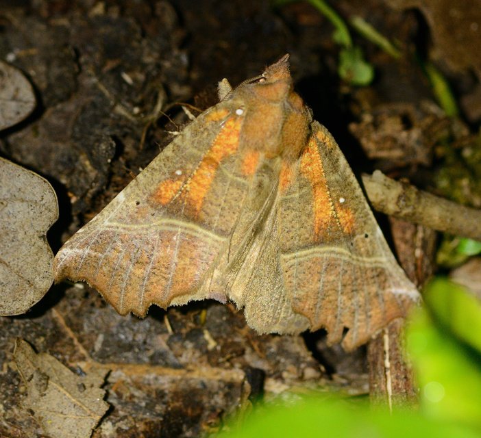 Scoliopteryx libatrix - vörös csipkésbagoly Scoliopteryx libatrix - vörös csipkésbagoly