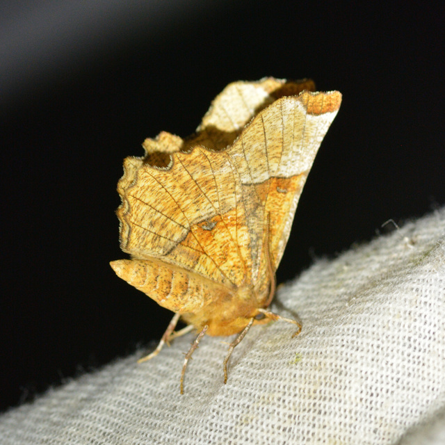 Selenia lunularia - egyfoltos holdasaraszoló