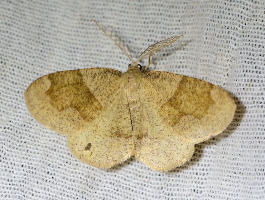 Plagodis pulveraria - szemcsés araszoló