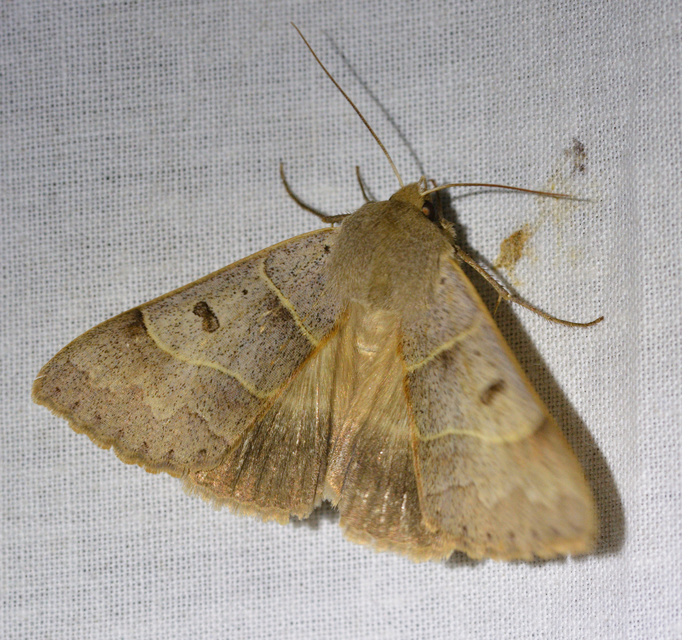 Minucia lunaris - nagy foltosbagoly