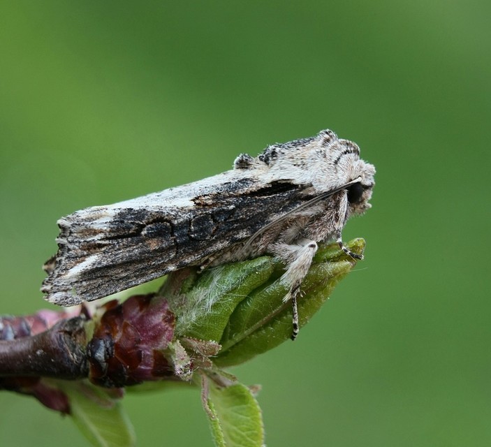 Egira conspicillaris - változékony szürkebagoly