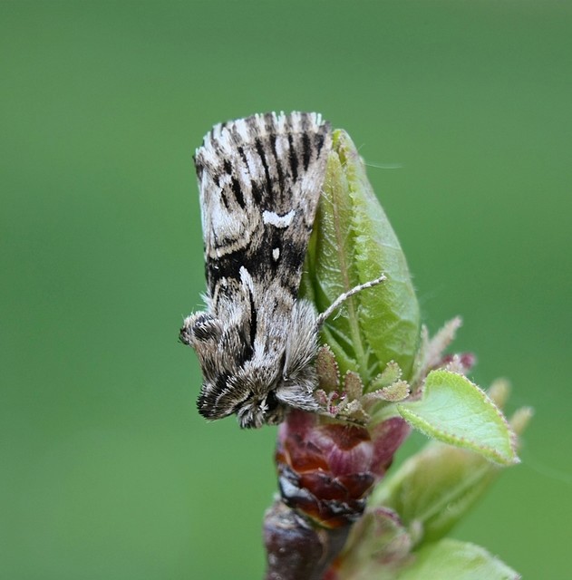 Calophasia lunula - gyújtoványfű-apróbagoly