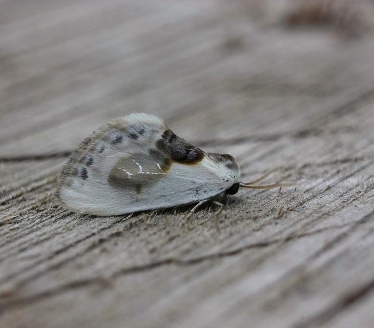 Cilix glaucata - törpe sarlósszövő