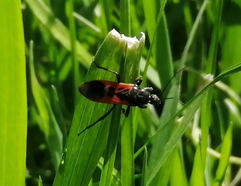 Peirates hybridus - foltos rablópoloska