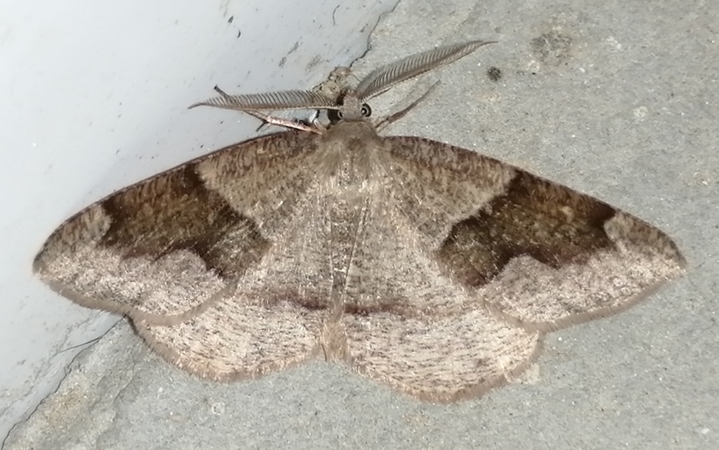 Plagodis pulveraria - szemcsés araszoló