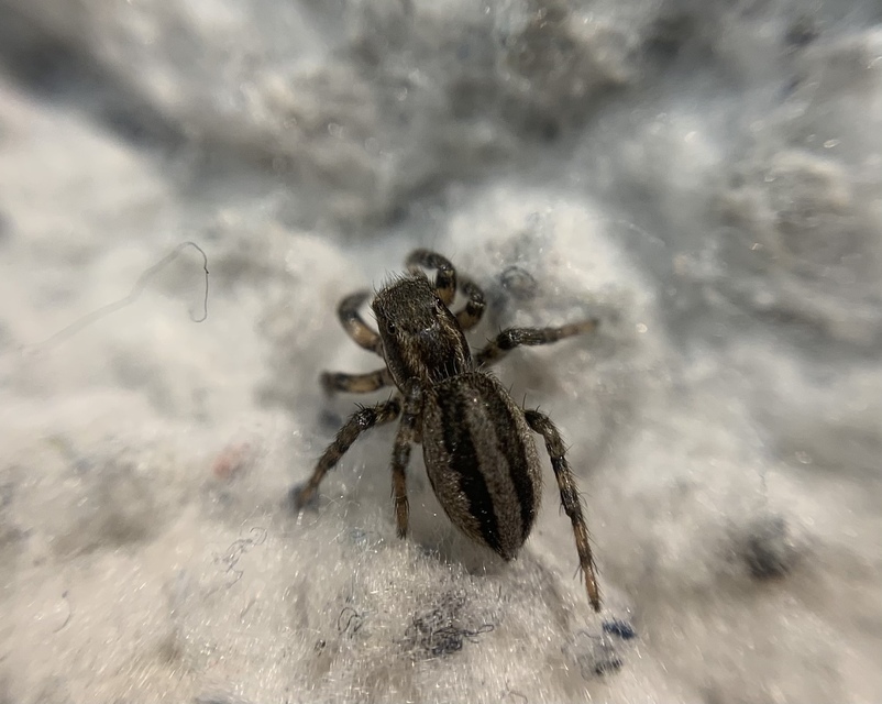 Phlegra fasciata - sávos ugrópók