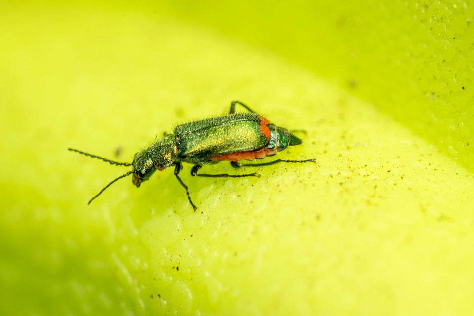 Malachius bipustulatus - kétfoltos bibircsesbogár