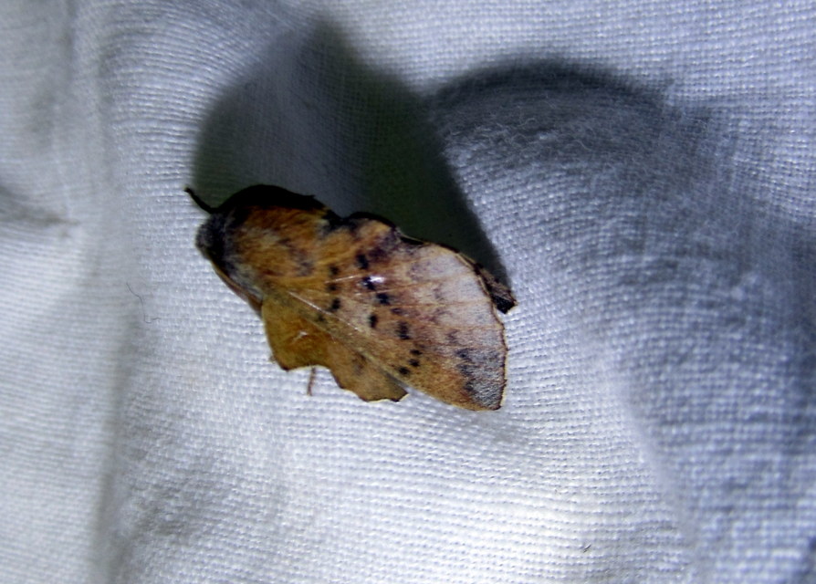 Phyllodesma tremulifolia - nyárlevélpohók