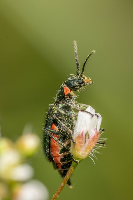 Malachius bipustulatus - kétfoltos bibircsesbogár