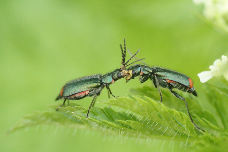 Malachius bipustulatus - kétfoltos bibircsesbogár