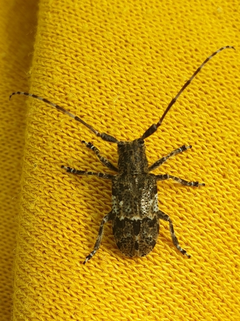 Mesosa nebulosa - ködfoltos cincér