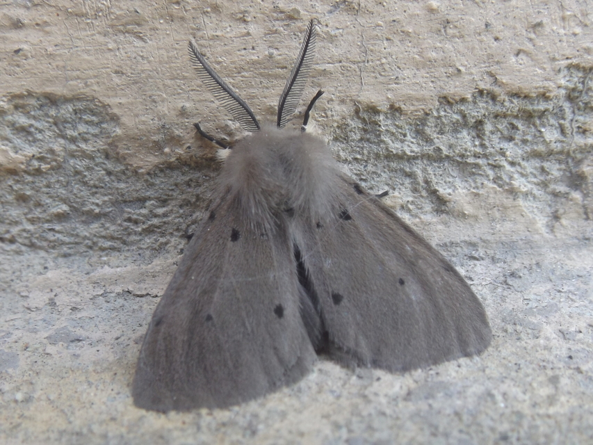 Diaphora mendica - felemás medvelepke