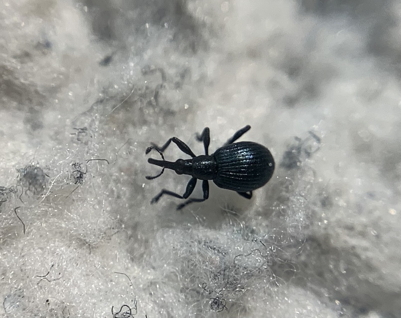 Eutrichapion punctiger - bükkönyrontó cickányormányos Eutrichapion punctiger - bükkönyrontó cickányormányos