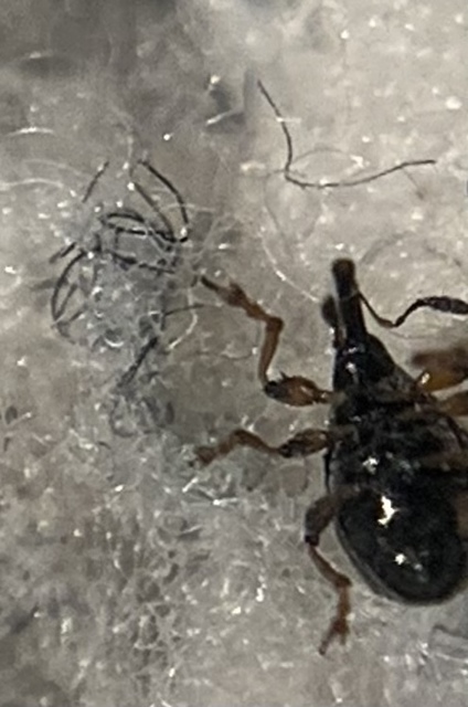 Dieckmanniellus gracilis - karcsú füzényormányos
