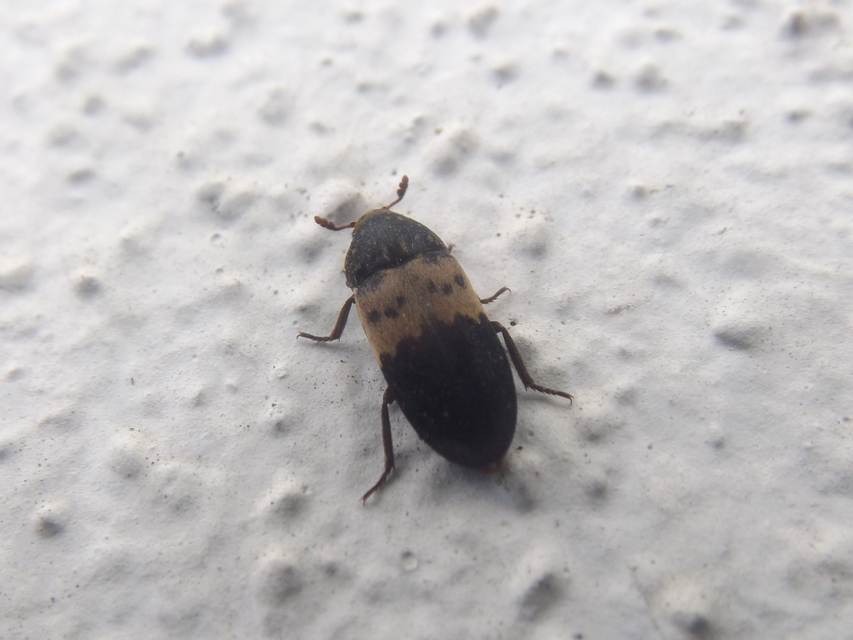 Dermestes lardarius - szalonnaporva Dermestes lardarius - szalonnaporva