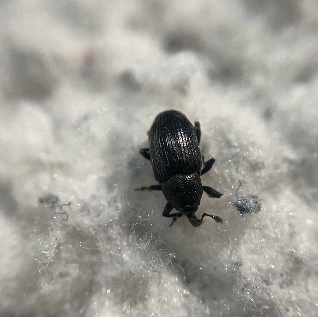 Baris artemisiae - feketeüröm báris