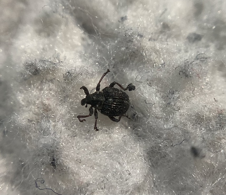Neophytobius muricatus - tüskéshátú keserűfű-ormányos
