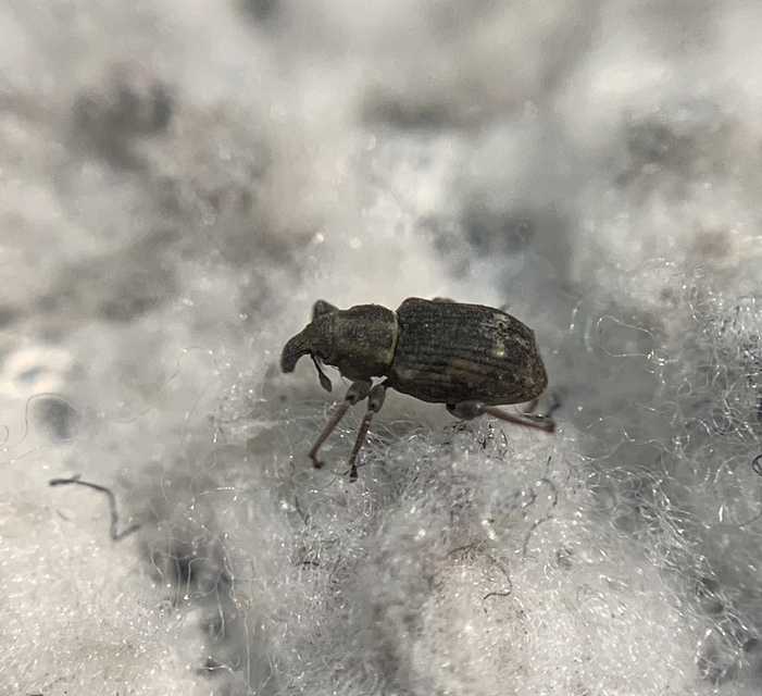 Bagous lutulentus - zsurló-víziormányos Bagous lutulentus - zsurló-víziormányos