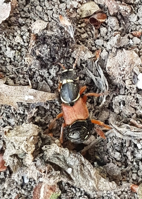 Staphylinus caesareus - aranysujtásos holyva