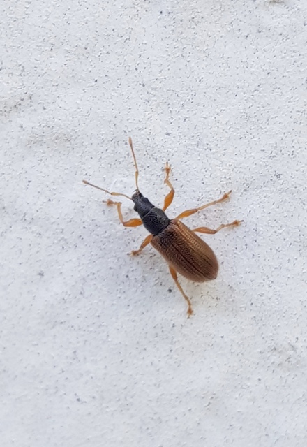 Phyllobius oblongus - közönséges levélormányos