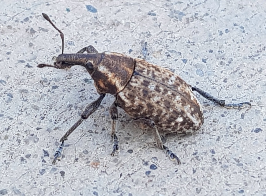 Lepyrus capucinus - pettyes fűzormányos