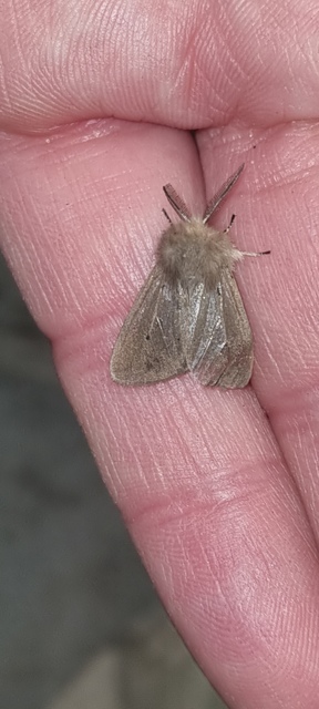 Diaphora mendica - felemás medvelepke