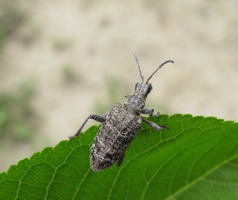 Rhagium inquisitor - fenyves-tövisescincér