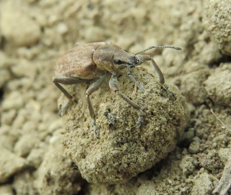 Tanymecus palliatus - közönséges hegyesfarúbarkó