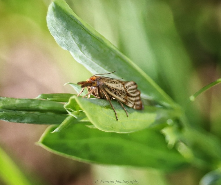 Thisanotia chrysonuchella - tavaszi fűgyökérmoly
