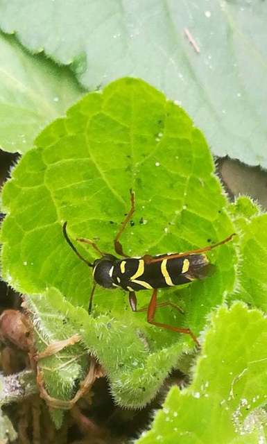 Clytus arietis - közönséges darázscincér