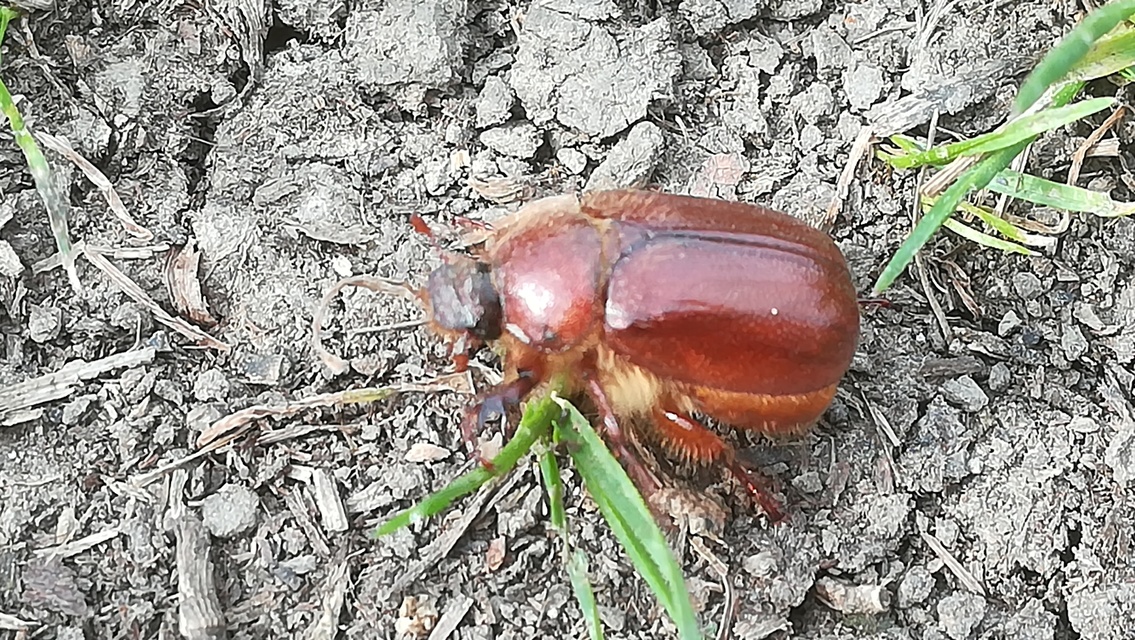 Holochelus aequinoctialis - tavaszeleji cserebogár