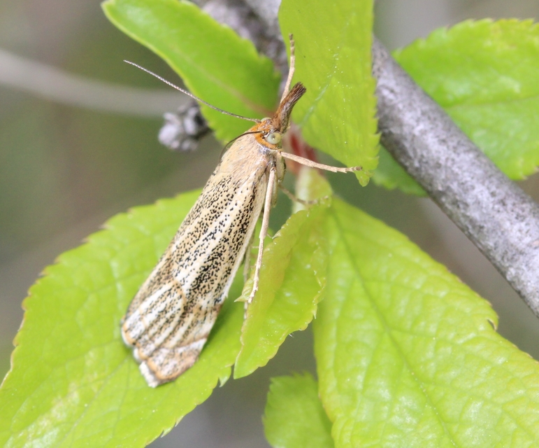 Thisanotia chrysonuchella - tavaszi fűgyökérmoly
