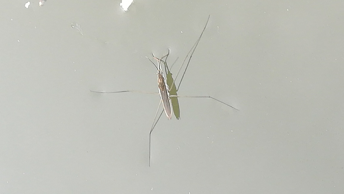 Gerridae - molnárpoloskák