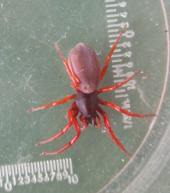 Dysderidae - fojtópókok