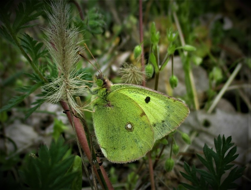 Colias erate - csángó-kéneslepke