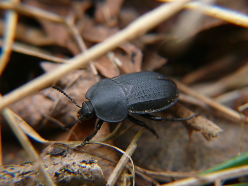 Silpha obscura - közönséges dögbogár