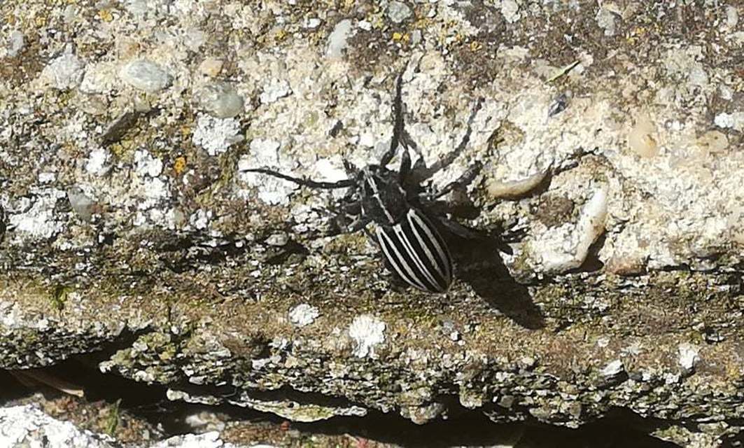 Dorcadion scopolii - nyolcsávos gyalogcincér