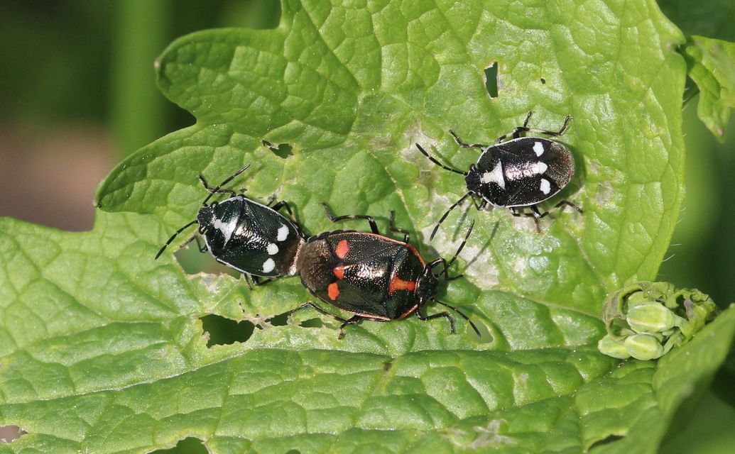 Eurydema oleracea - paréjpoloska Eurydema oleracea - paréjpoloska
