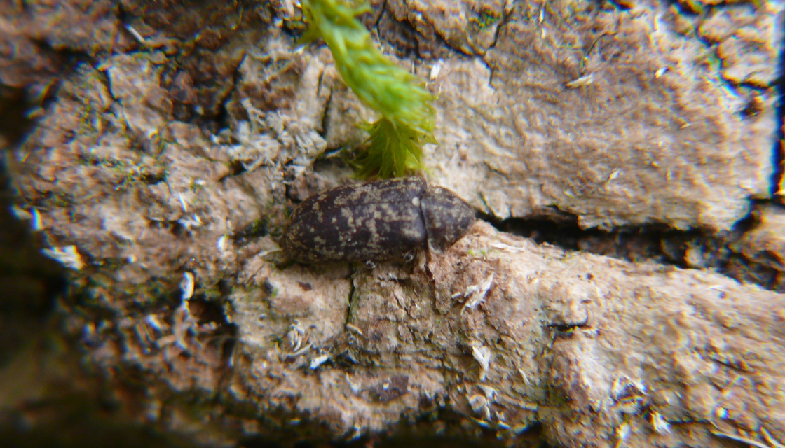 Xestobium rufovillosum - nagy álszú