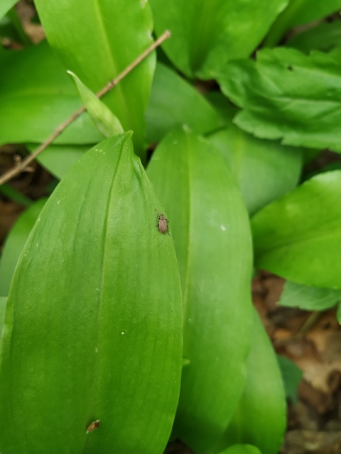Phyllobius pallidus - tölgy-levélormányos