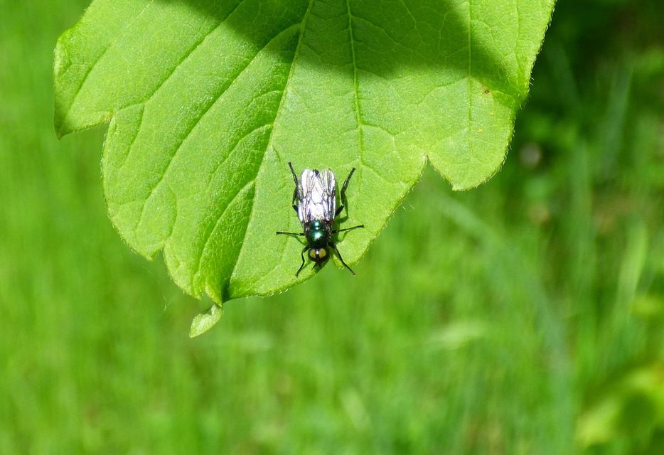 Actina chalybea - csillogó tüskéslégy