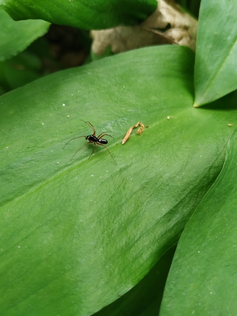 Linyphiidae - vitorláspókok