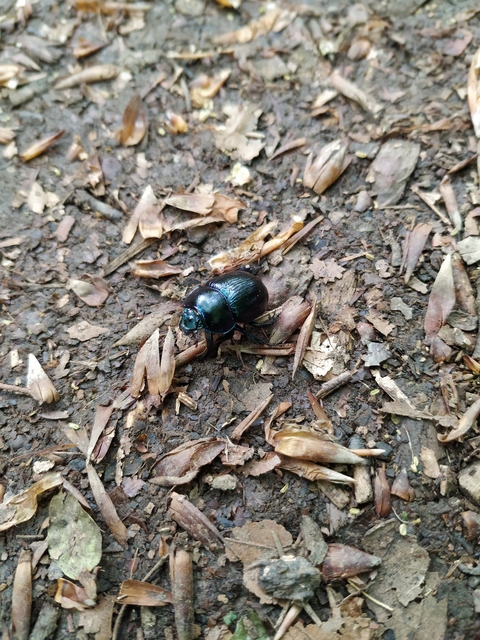 Anoplotrupes stercorosus - erdei álganéjtúró