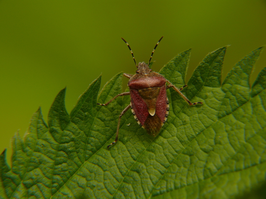 Dolycoris baccarum - közönséges bogyómászó-poloska Dolycoris baccarum - közönséges bogyómászó-poloska