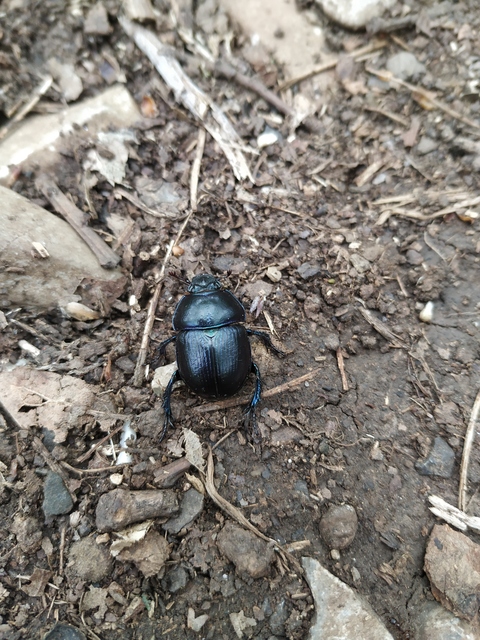 Anoplotrupes stercorosus - erdei álganéjtúró