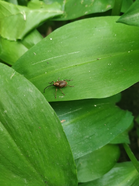 Curculio glandium - tölgymakkzsuzsóka