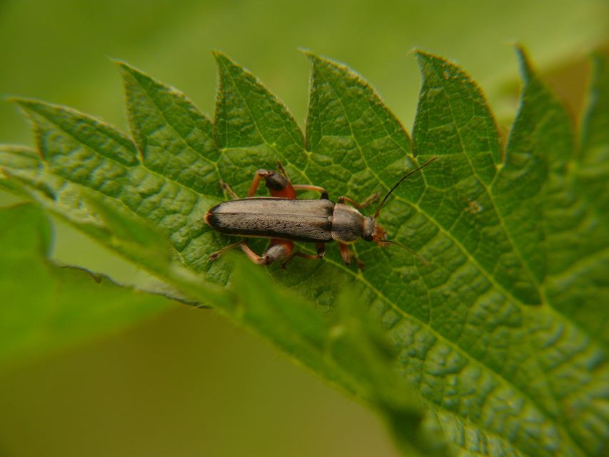 Osphya bipunctata - kétalakú komorka