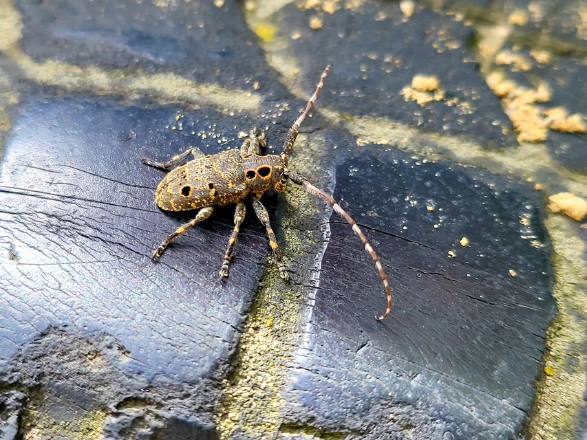 Mesosa curculionoides - szemfoltos cincér